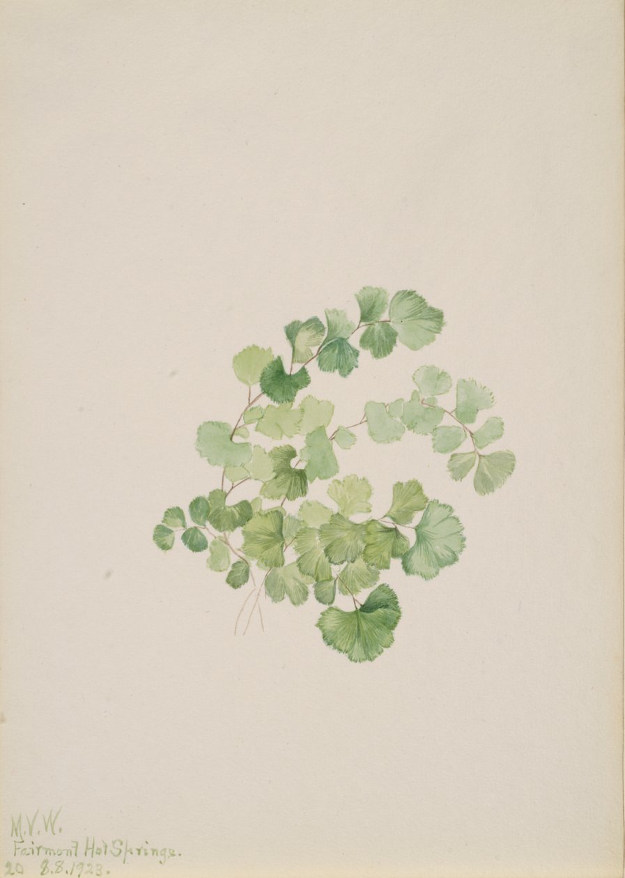 Puccoon Lithospermum Ruderale, 1923 by Mary Vaux Walcott