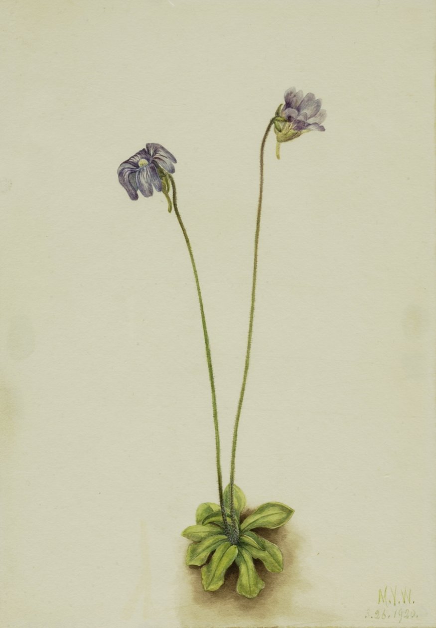 Purple Butterwort Pinguicula elatior, 1920 by Mary Vaux Walcott
