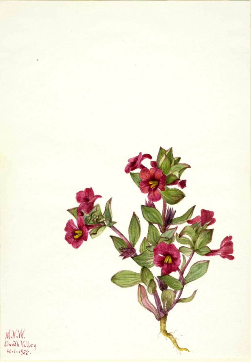 Purple Monkey-Flower by Mary Vaux Walcott