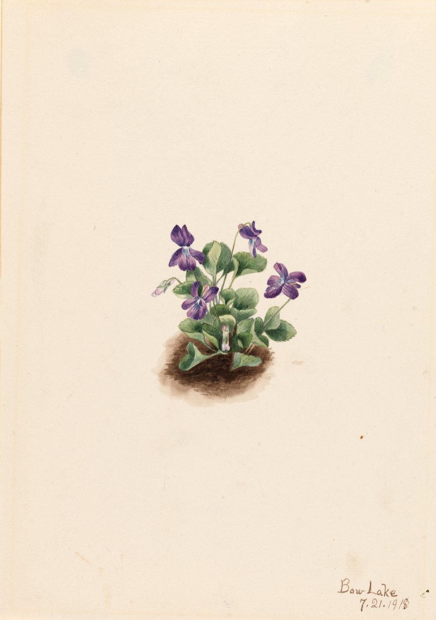 Purple Mountain Violet Viola adunca, 1918 by Mary Vaux Walcott
