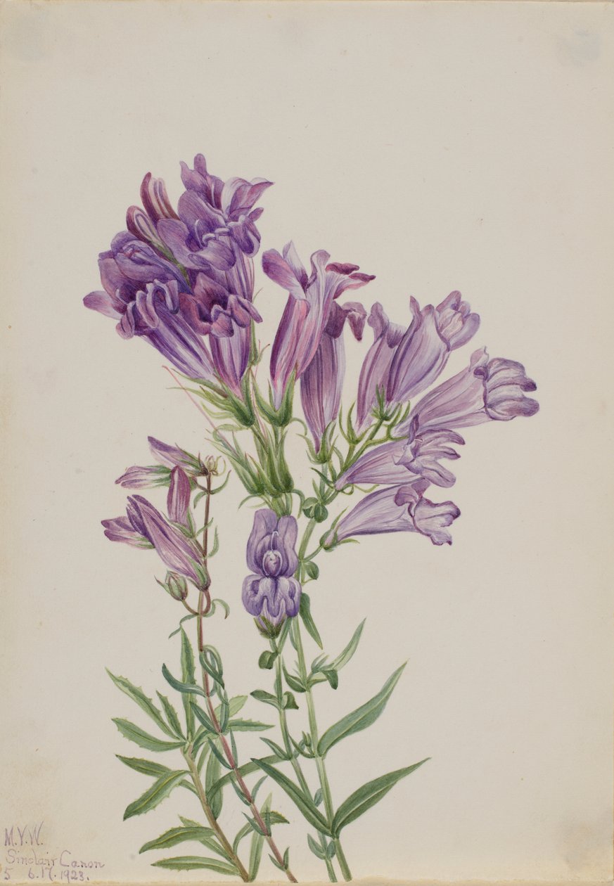 Purple Pentstemon by Mary Vaux Walcott