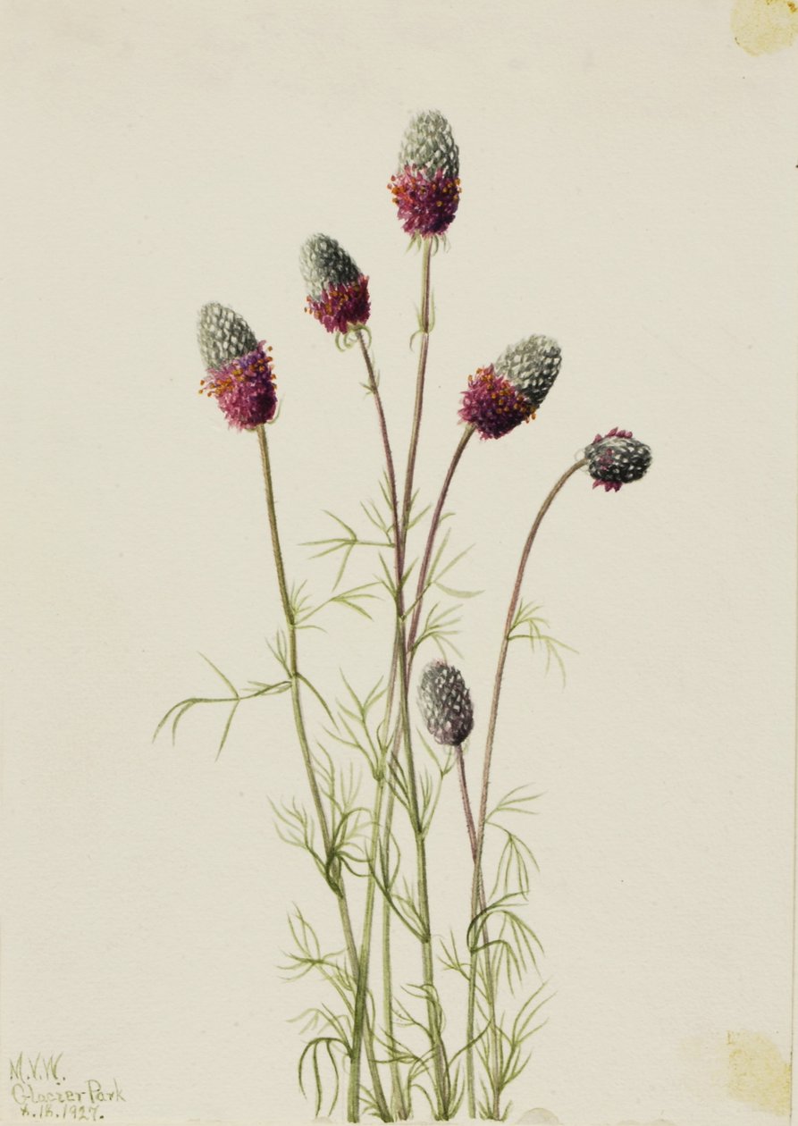 Purple Prairie Clover by Mary Vaux Walcott