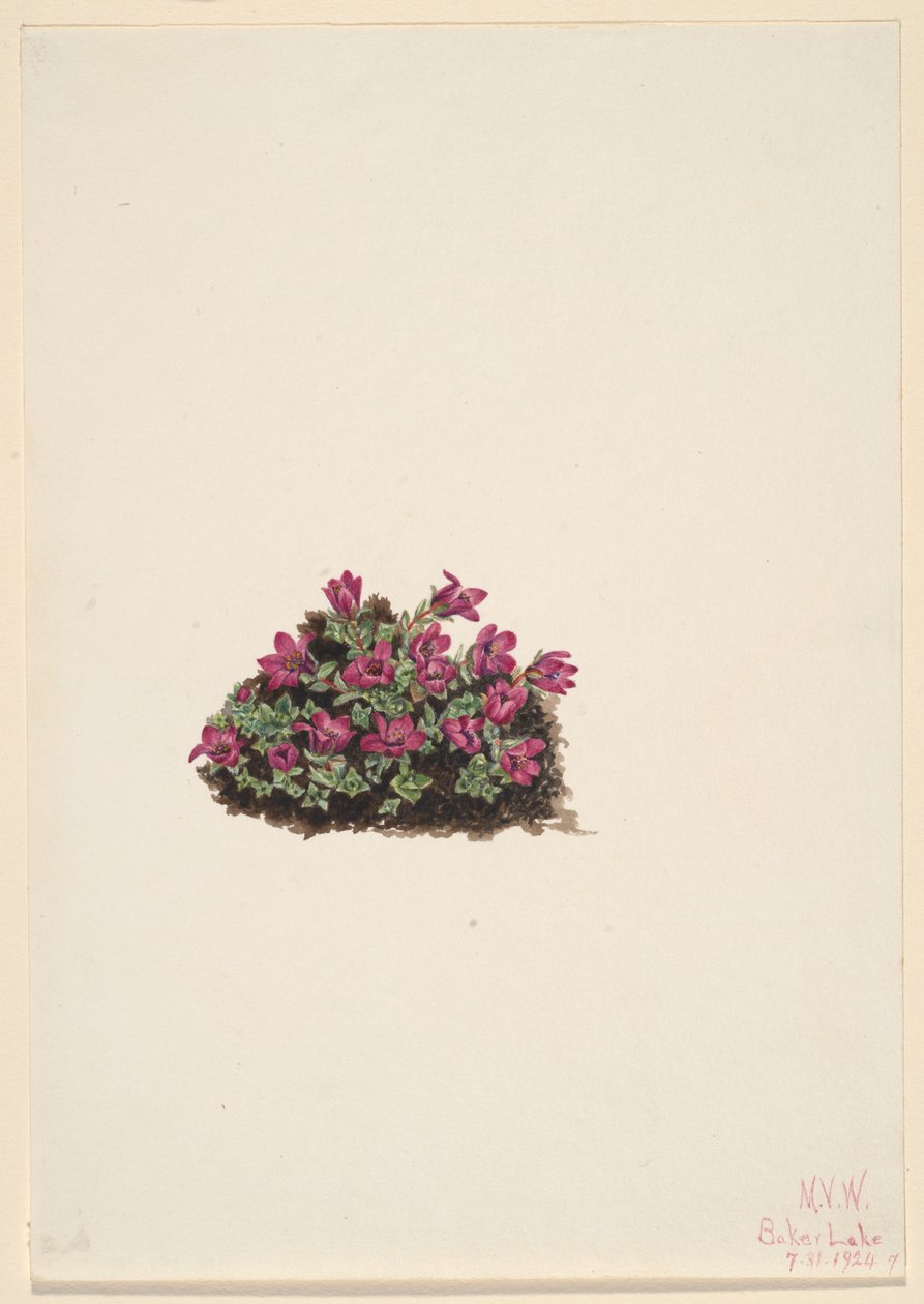 Purple Saxifrage by Mary Vaux Walcott