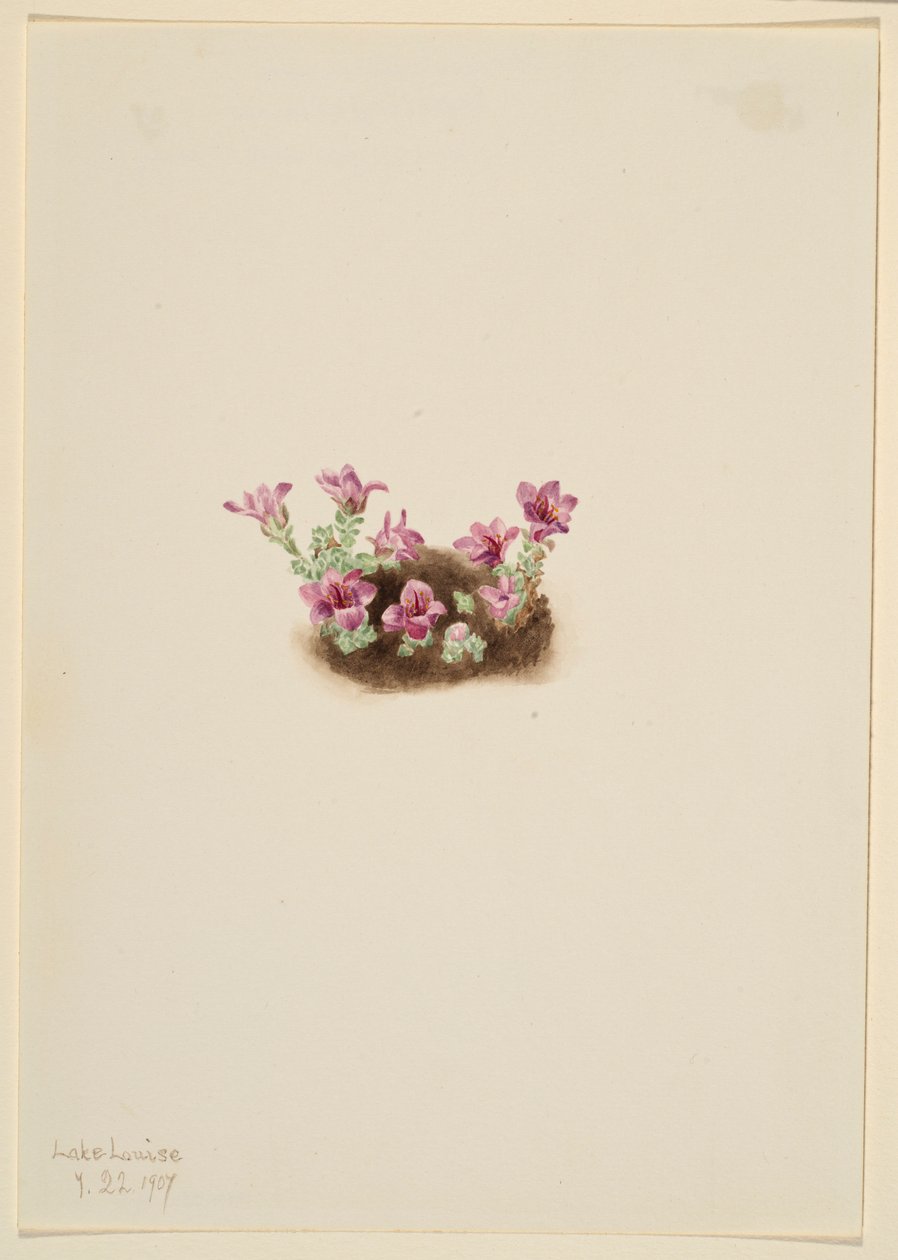 Purple Saxifrage by Mary Vaux Walcott