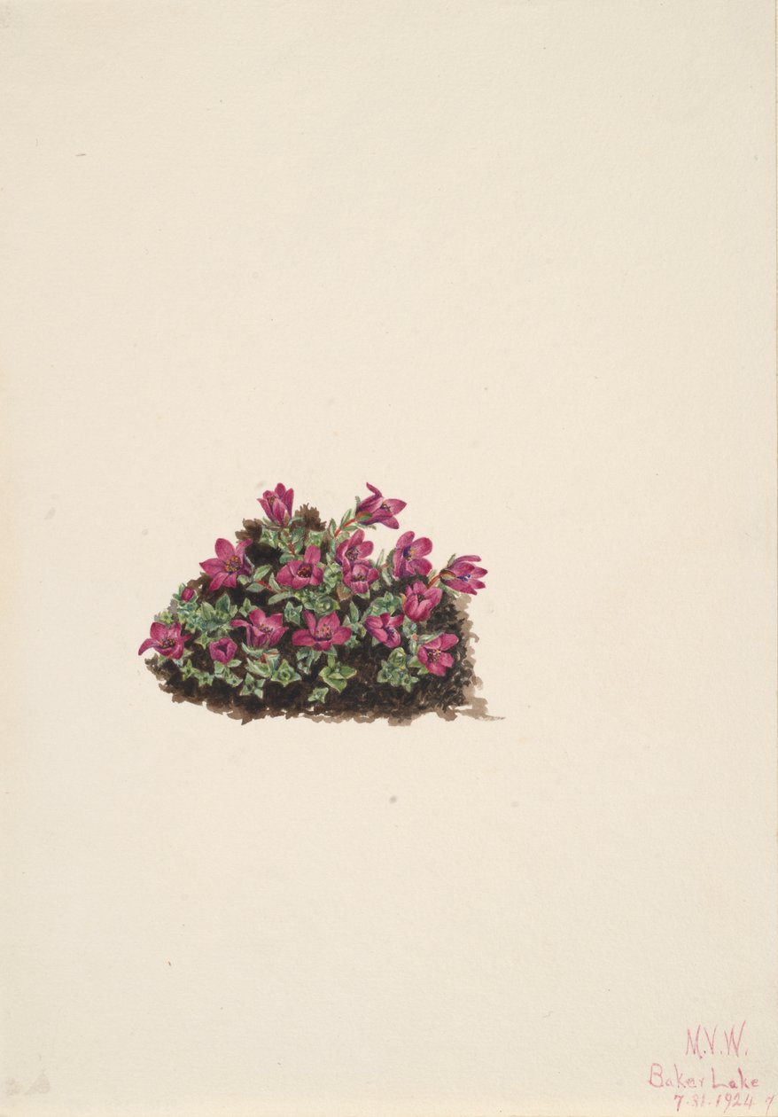 Purple Saxifrage by Mary Vaux Walcott