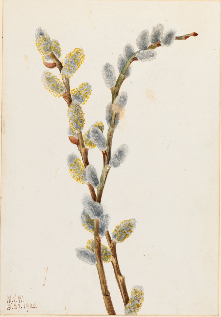 Pussy Willow (Salix discolor) by Mary Vaux Walcott