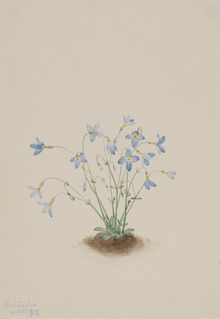 Quakerladies by Mary Vaux Walcott