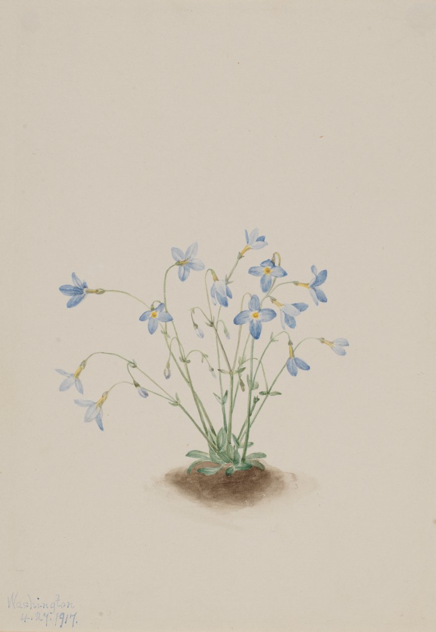 Quakerladies Houstonia Caerulea by Mary Vaux Walcott
