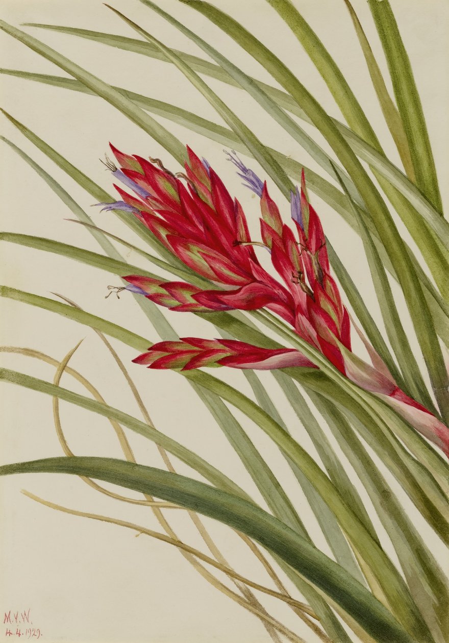 Quill-Leaf Tillandsia by Mary Vaux Walcott