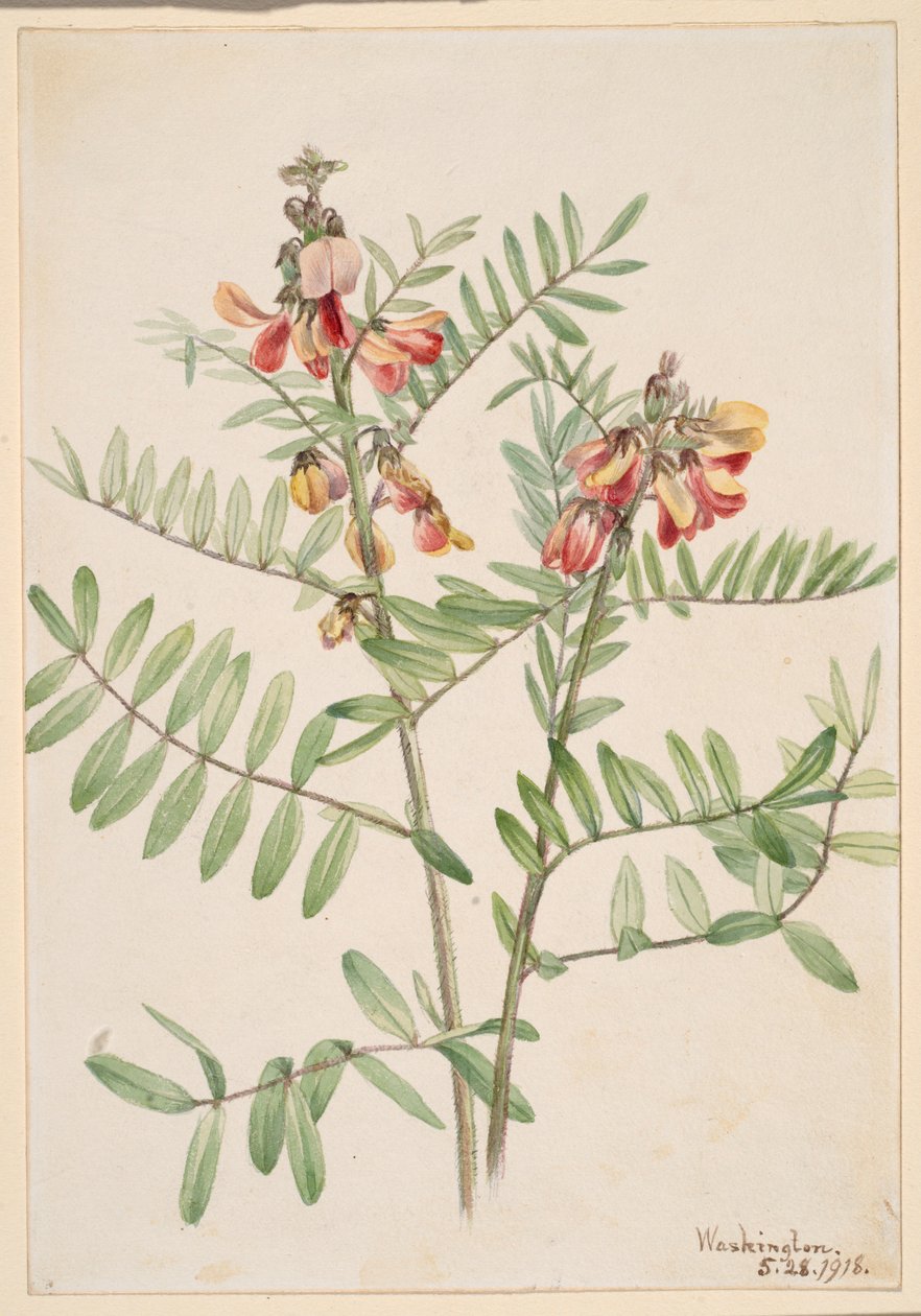 Rabbitbean by Mary Vaux Walcott