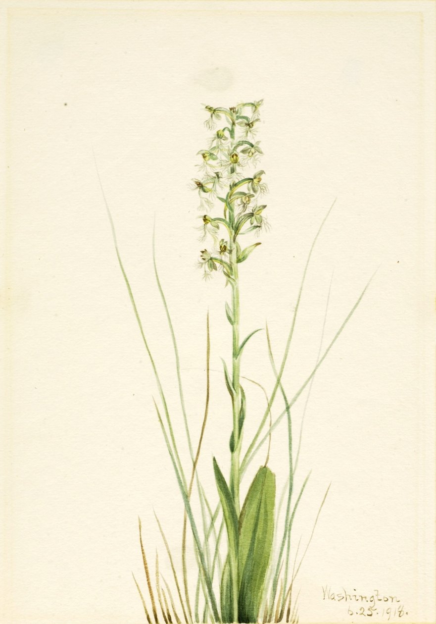 Ragged Fringe-orchid (Habenaria lacera) by Mary Vaux Walcott