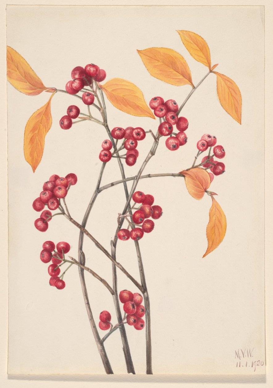 Red Chokeberry Aronia Arbutifolia by Mary Vaux Walcott