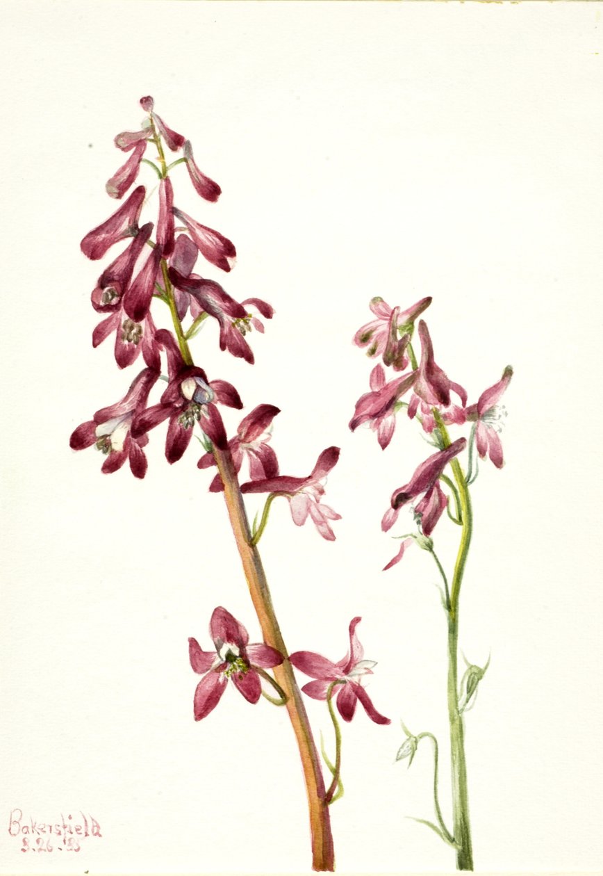 Red Larkspur Delphinium nudicale, 1935.  by Mary Vaux Walcott