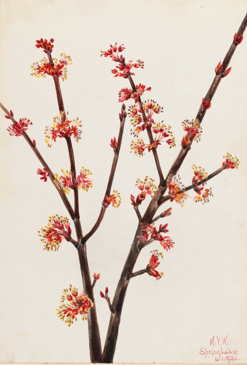 Red Maple, 1920 by Mary Vaux Walcott