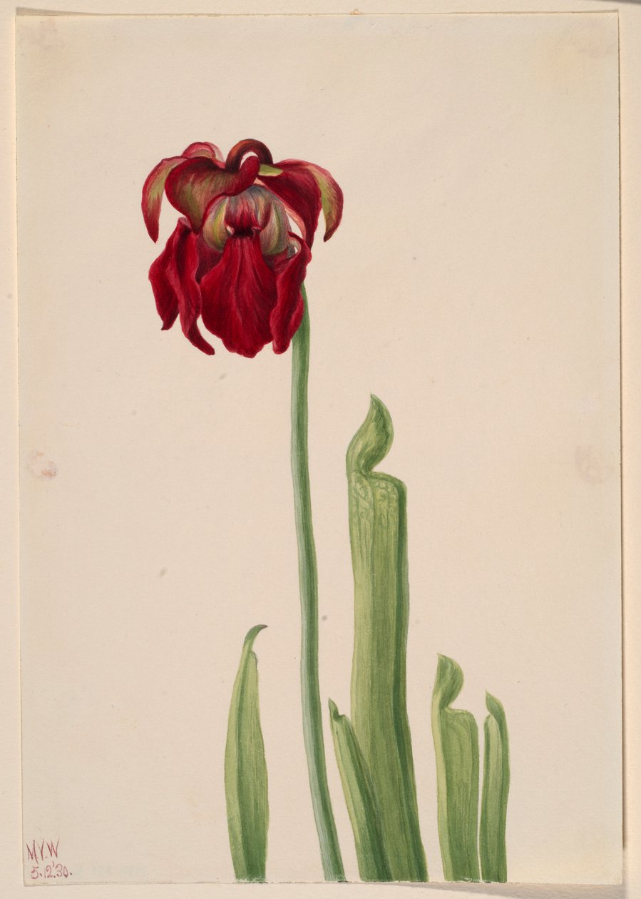 Red Pitcherplant by Mary Vaux Walcott