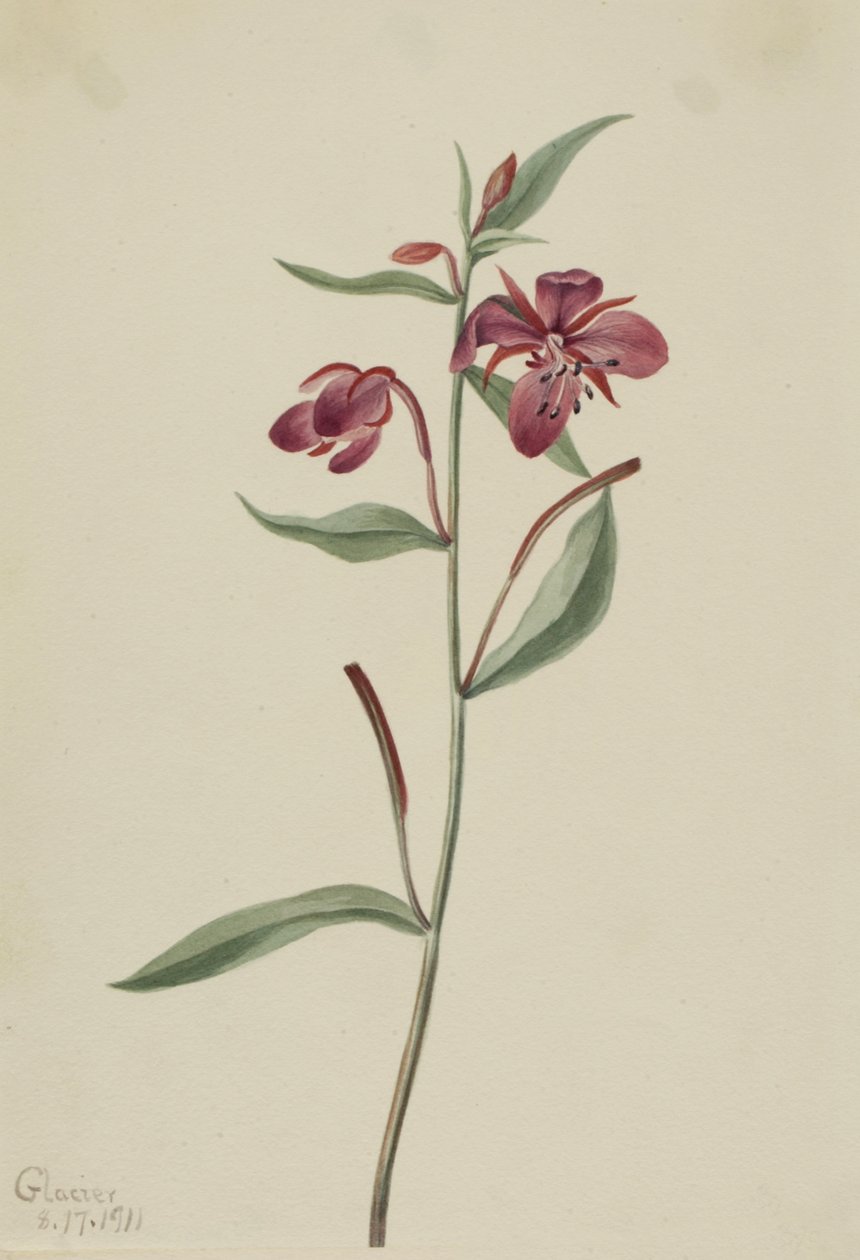Red Willowweed, 1911 by Mary Vaux Walcott