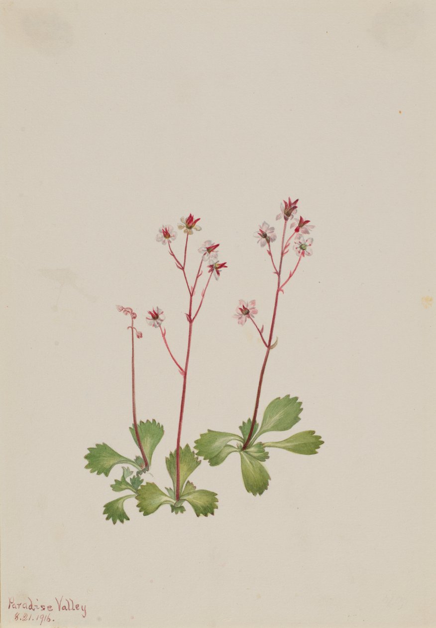 Redstem Saxifrage by Mary Vaux Walcott