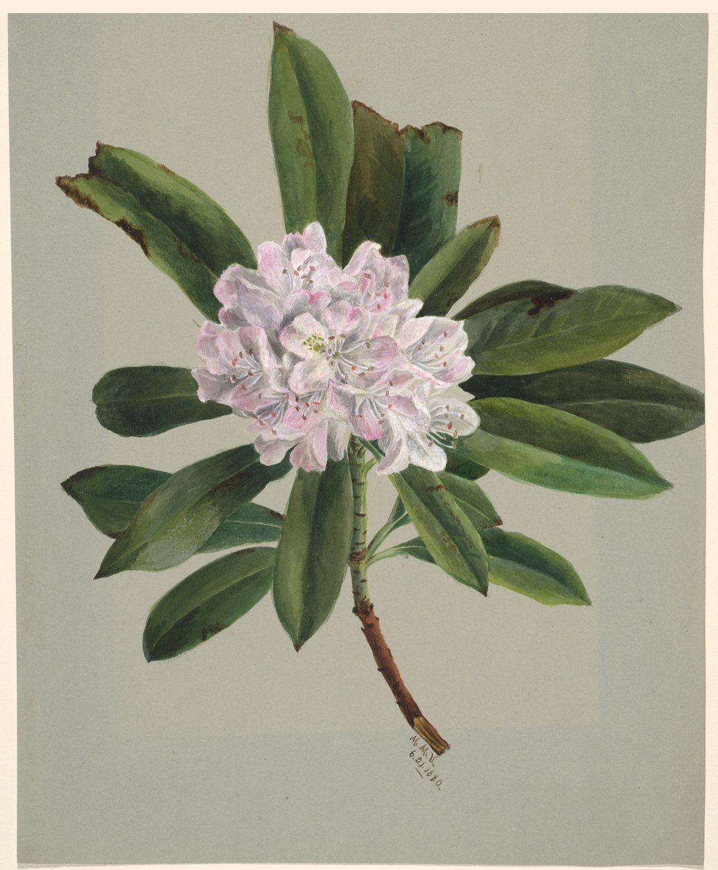 Rhododendron by Mary Vaux Walcott
