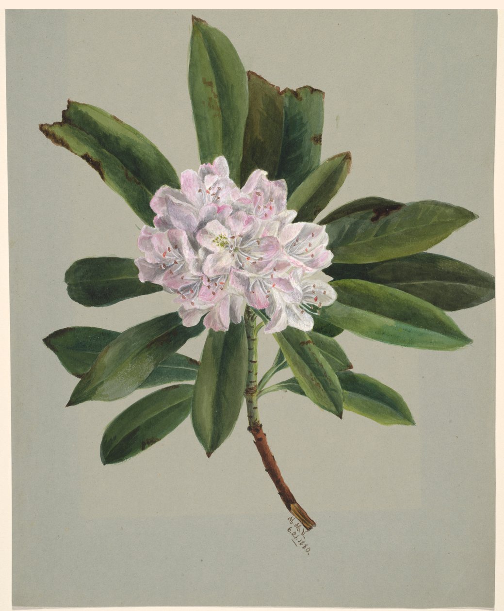 Rhododendron Rhododendron maximum by Mary Vaux Walcott