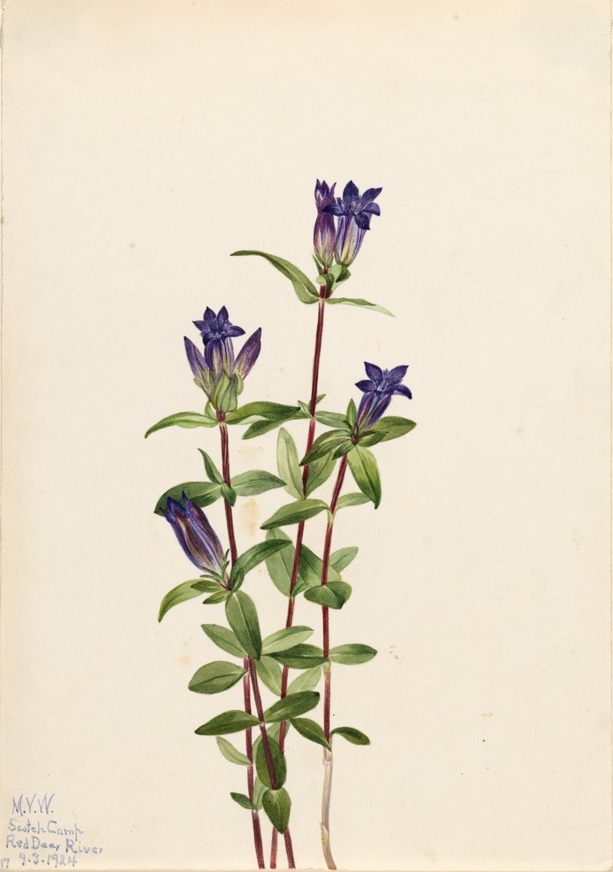 Riverbank Gentian by Mary Vaux Walcott