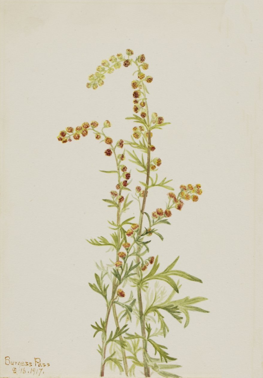 Rock Wormwood Artemisia discolor, 1917 by Mary Vaux Walcott