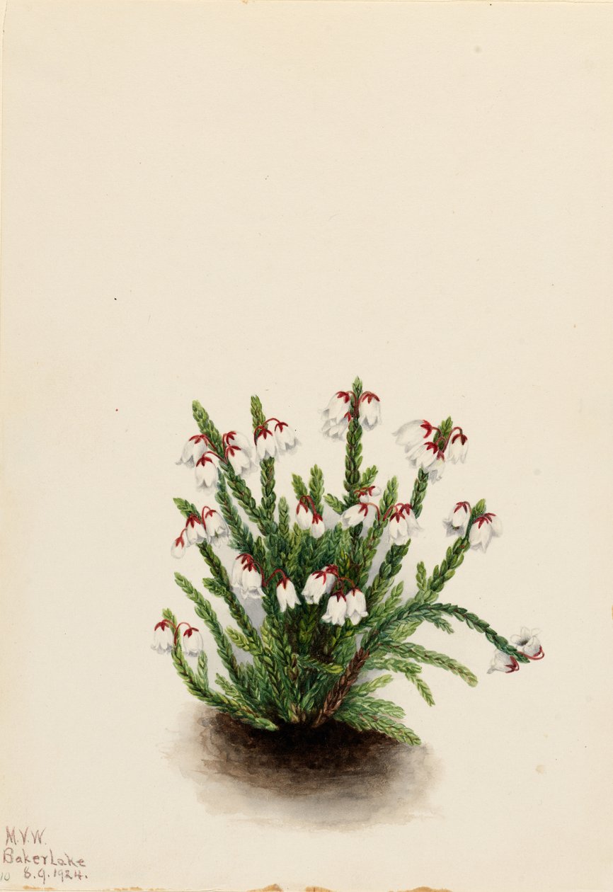 Rocky Mountain Cassiope by Mary Vaux Walcott