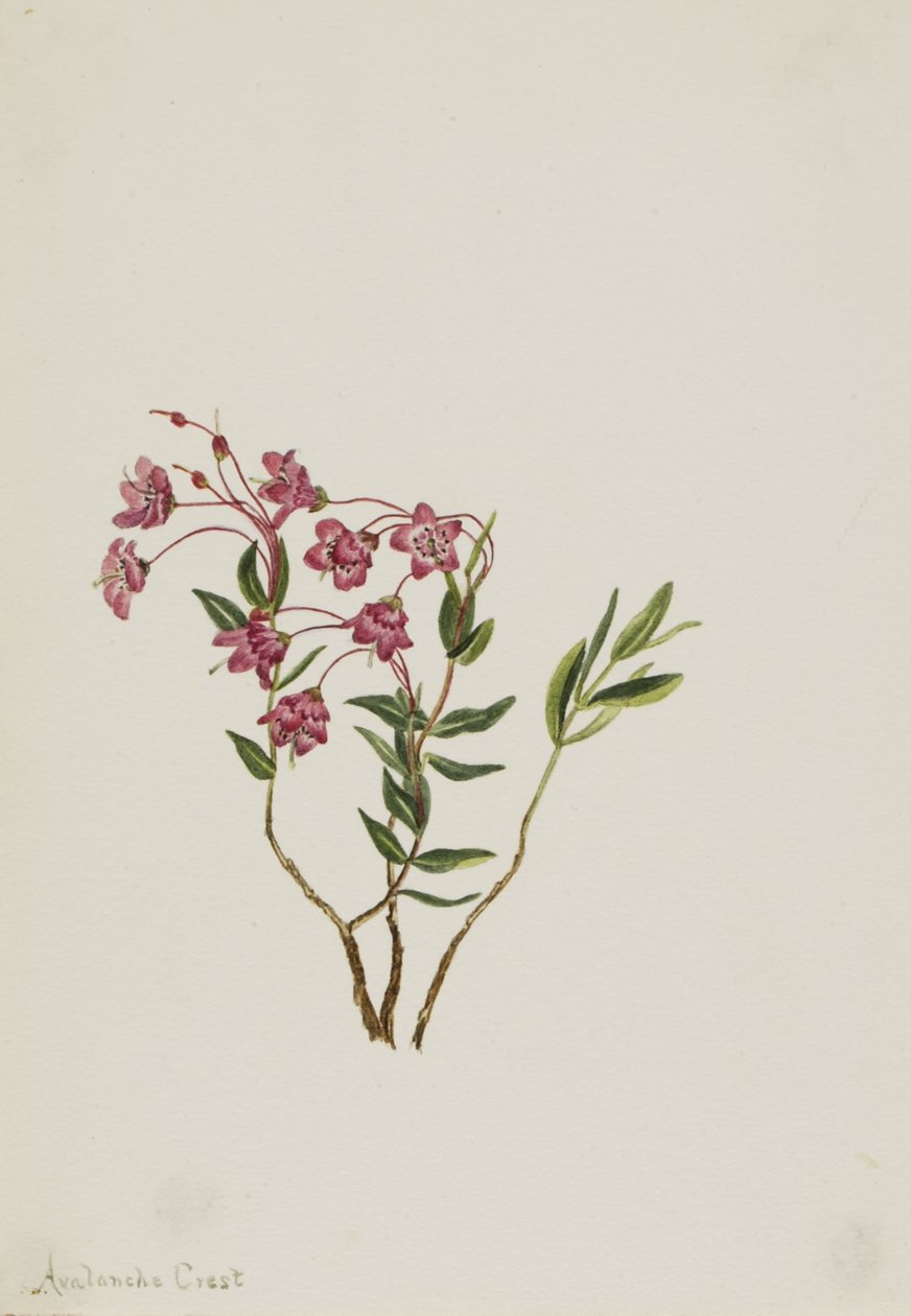 Rocky Mountain Kalmia (Kalmia microphylla) by Mary Vaux Walcott
