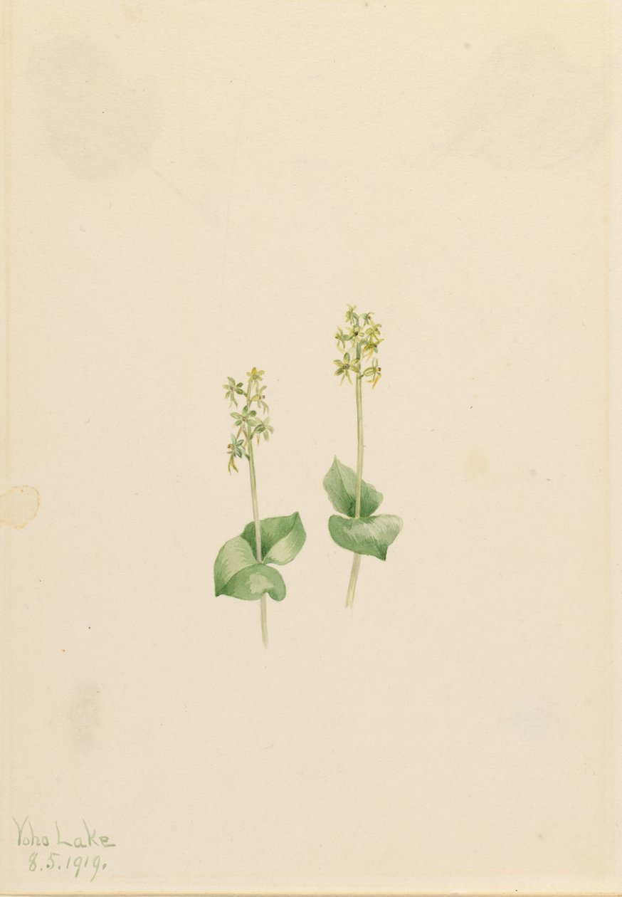 Rocky Mountain Twayblade Ophrys necrophylla, 1919 by Mary Vaux Walcott