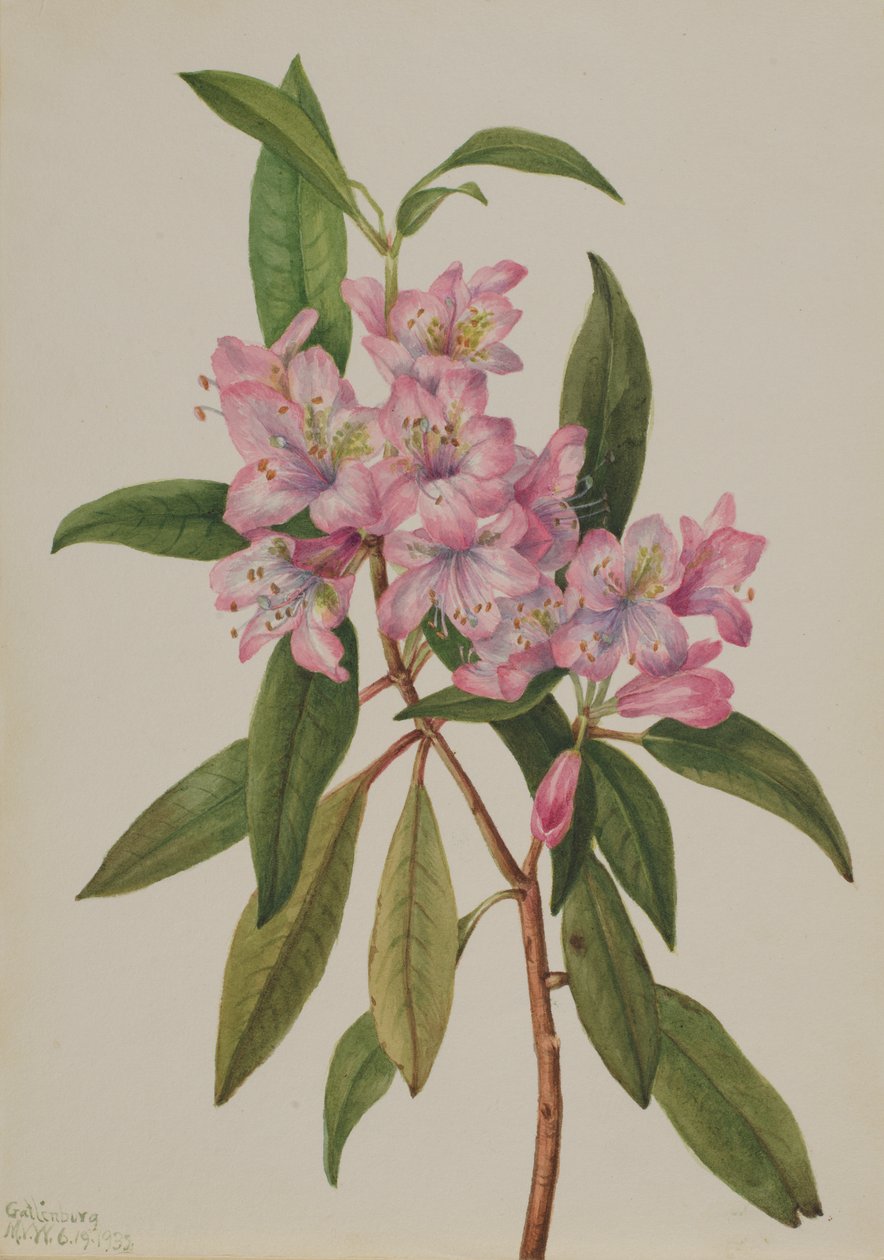 Rose-Bay Rhododendron Rhododendron carolinianum, 1932 by Mary Vaux Walcott