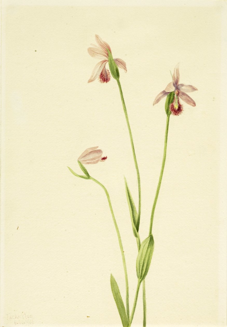 Rose Pogonia by Mary Vaux Walcott