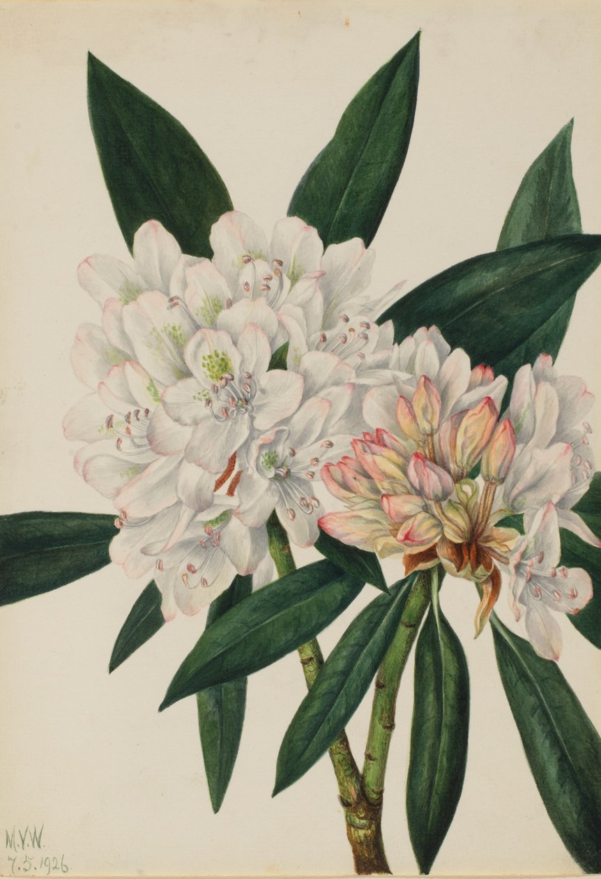 Rosebay Rhododendron by Mary Vaux Walcott