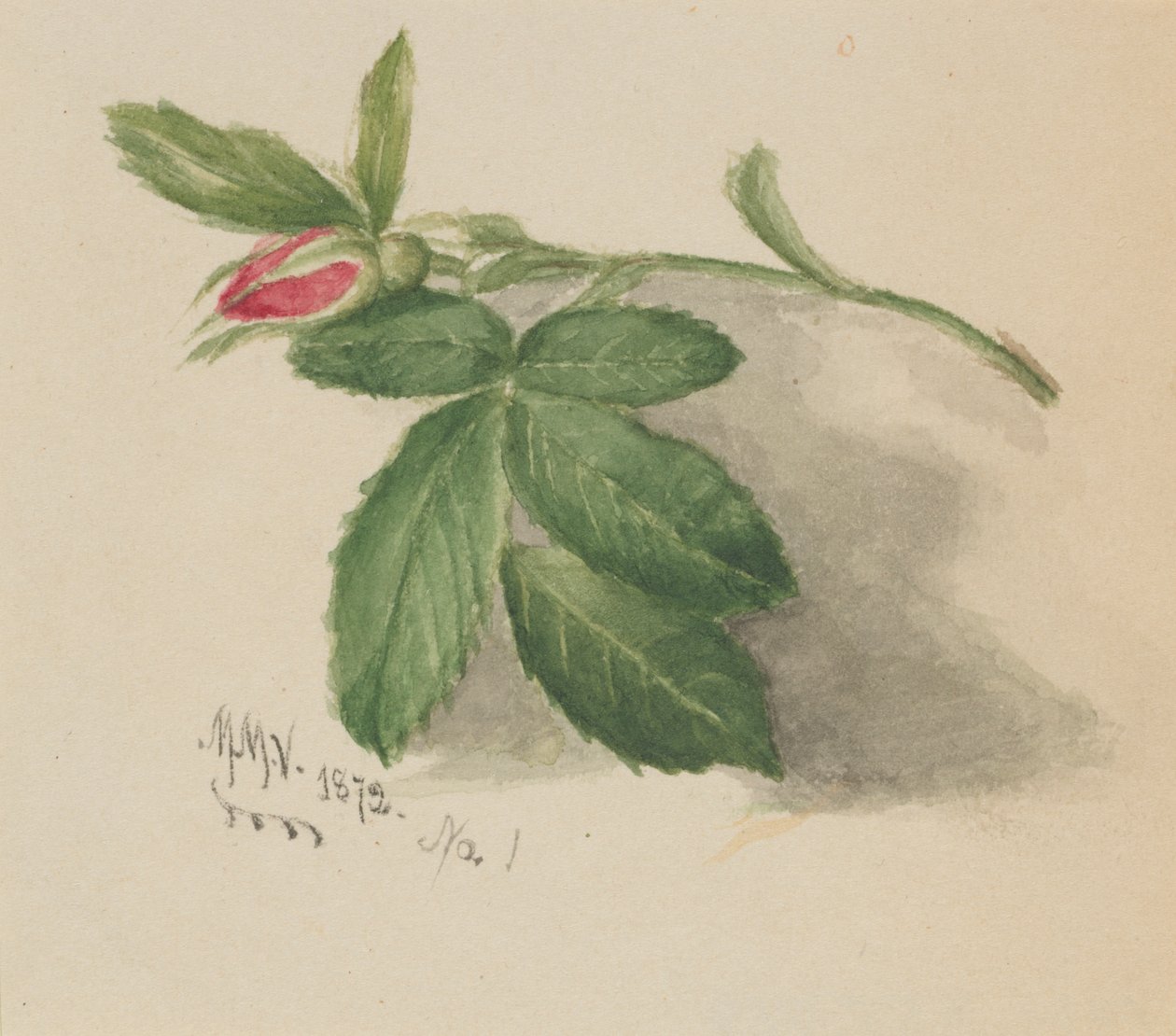 Rosebud, 1872 by Mary Vaux Walcott