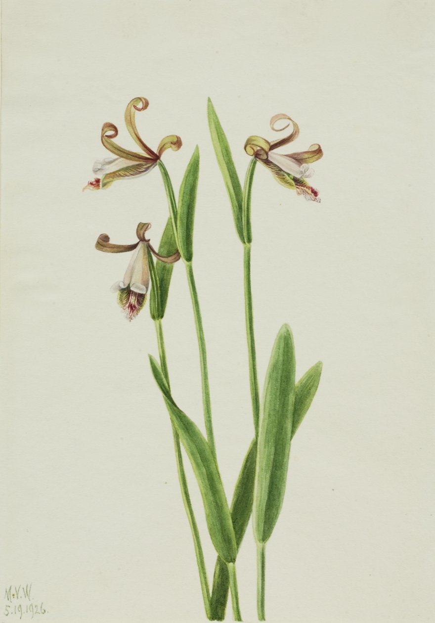 Rosebud Orchid Pogonia divaricata by Mary Vaux Walcott