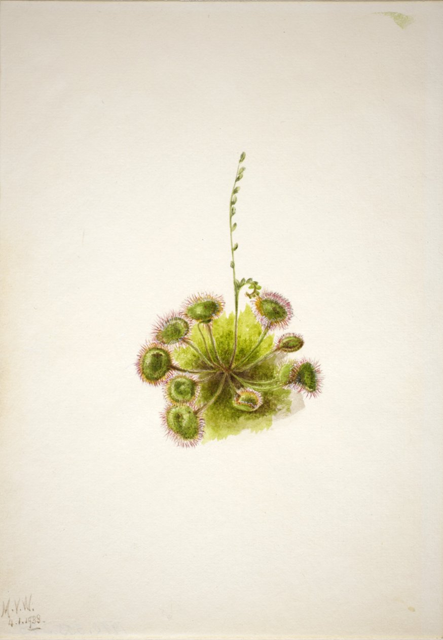 Roundleaf Sundew by Mary Vaux Walcott