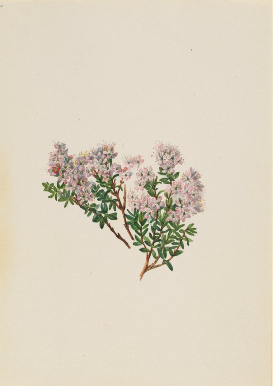 Sand Myrtle by Mary Vaux Walcott