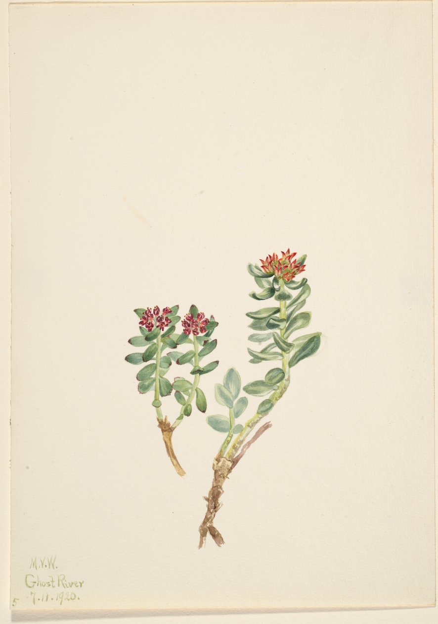 Sanifoiga adscendeus by Mary Vaux Walcott