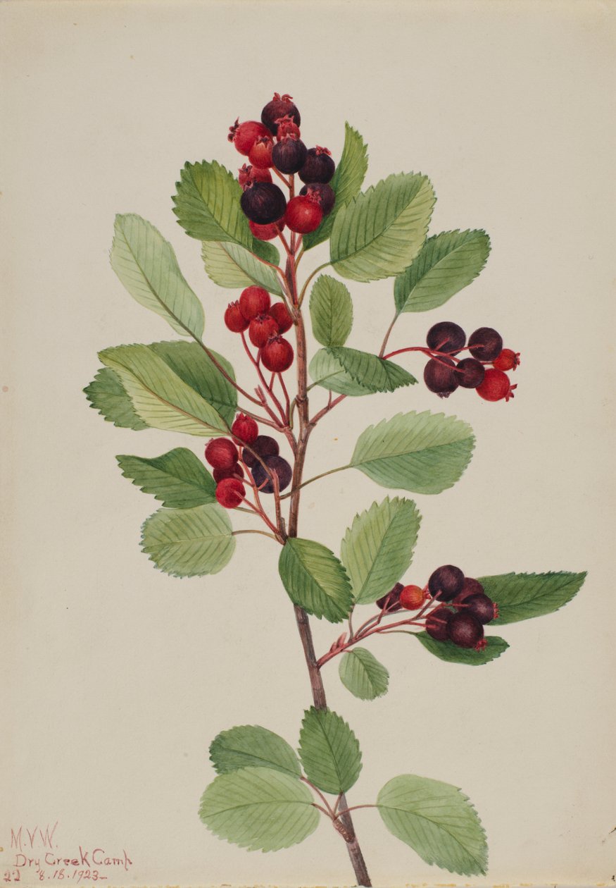 Saskatoon (Amelanchier alnifolia) by Mary Vaux Walcott