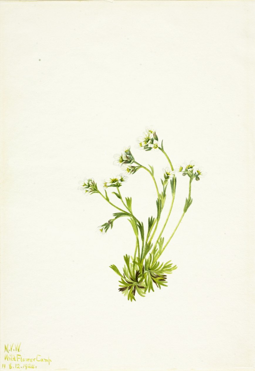 Saxifrage, 1924 by Mary Vaux Walcott