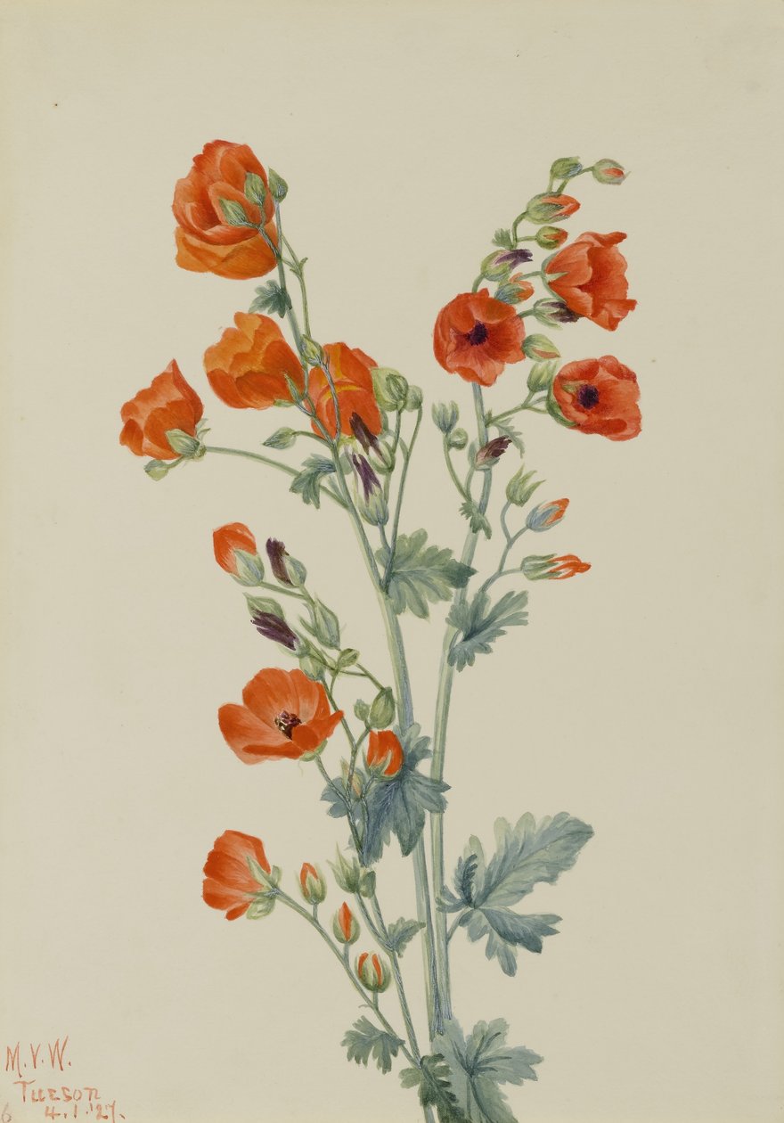 Scarlet Globe Mallow by Mary Vaux Walcott