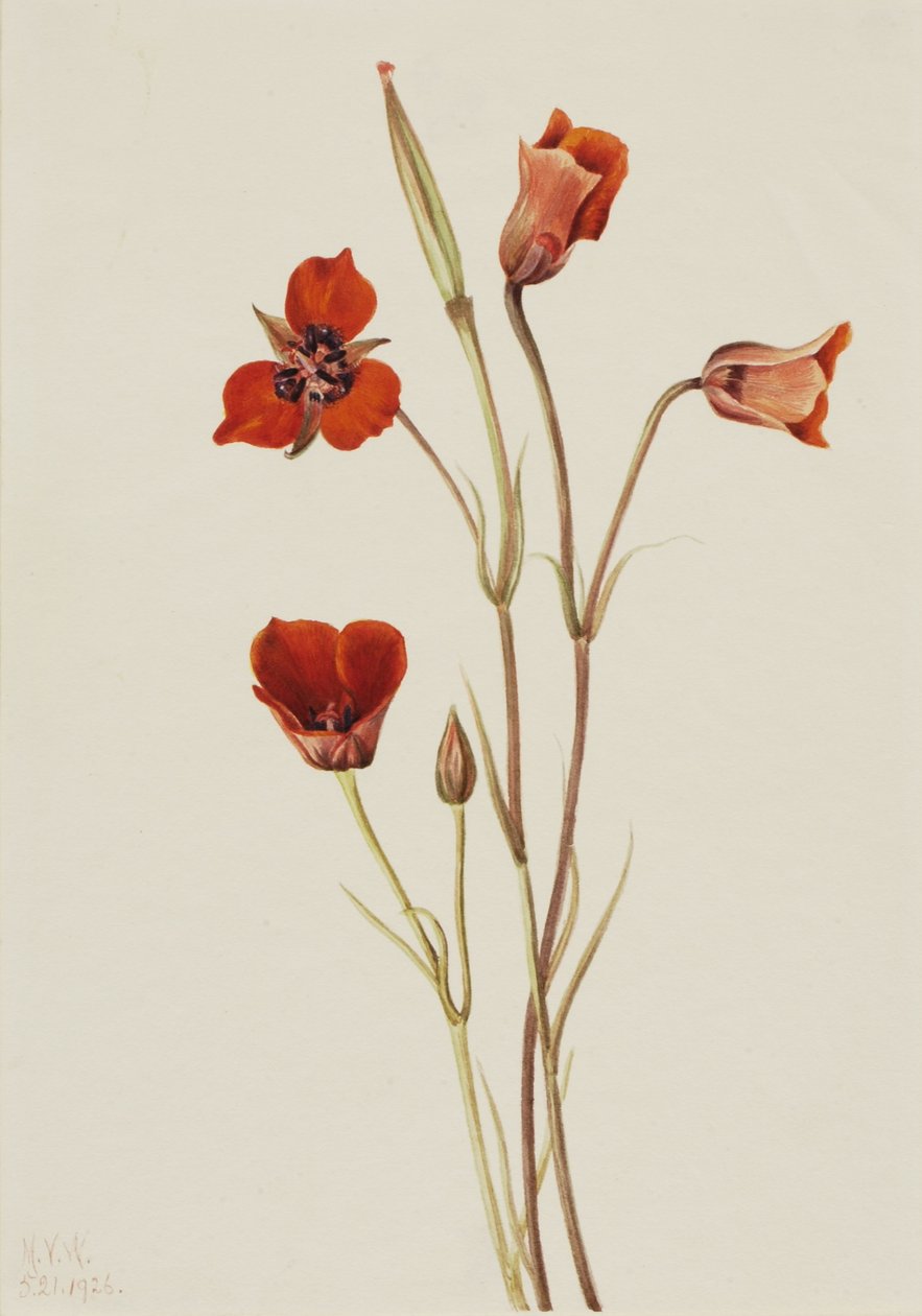 Scarlet Mariposa by Mary Vaux Walcott