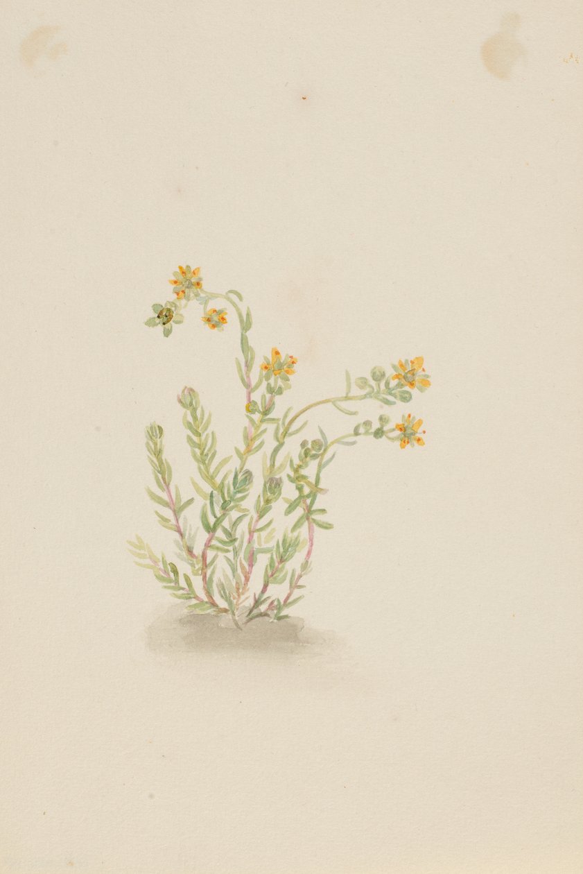 Sedum stenopetalum by Mary Vaux Walcott