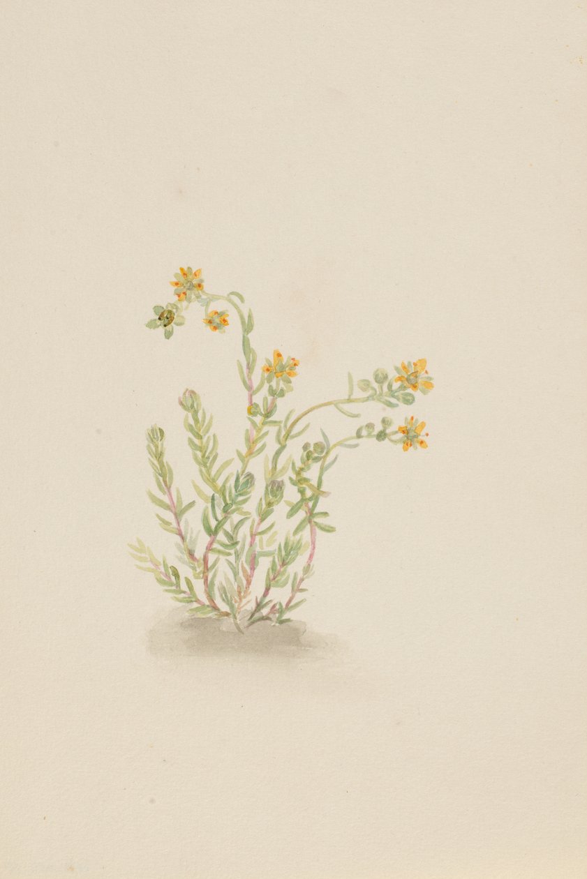 Sedum stenopetalum by Mary Vaux Walcott