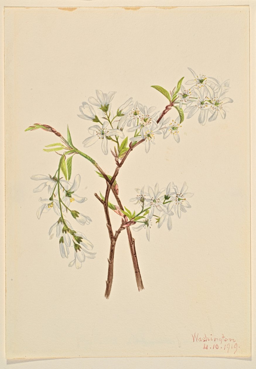 Shadbush (Amelanchier oblongifolia) by Mary Vaux Walcott