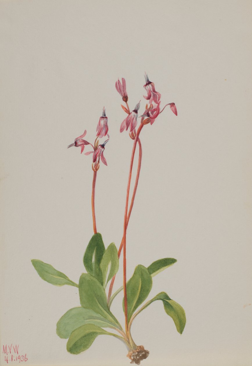 Shooting Star Dodecatheon hendersonii by Mary Vaux Walcott