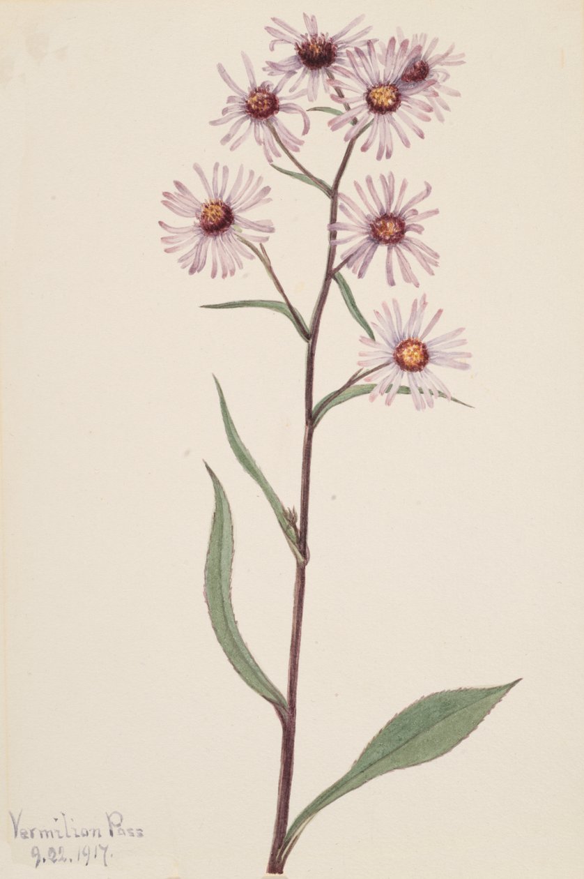 Showy Aster by Mary Vaux Walcott