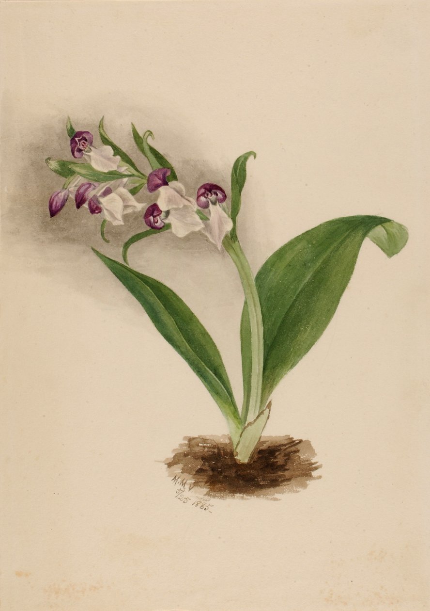 Showy Orchids by Mary Vaux Walcott