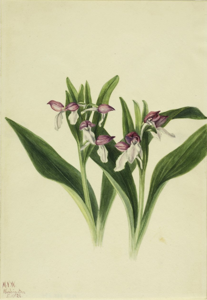 Showy Orchis by Mary Vaux Walcott