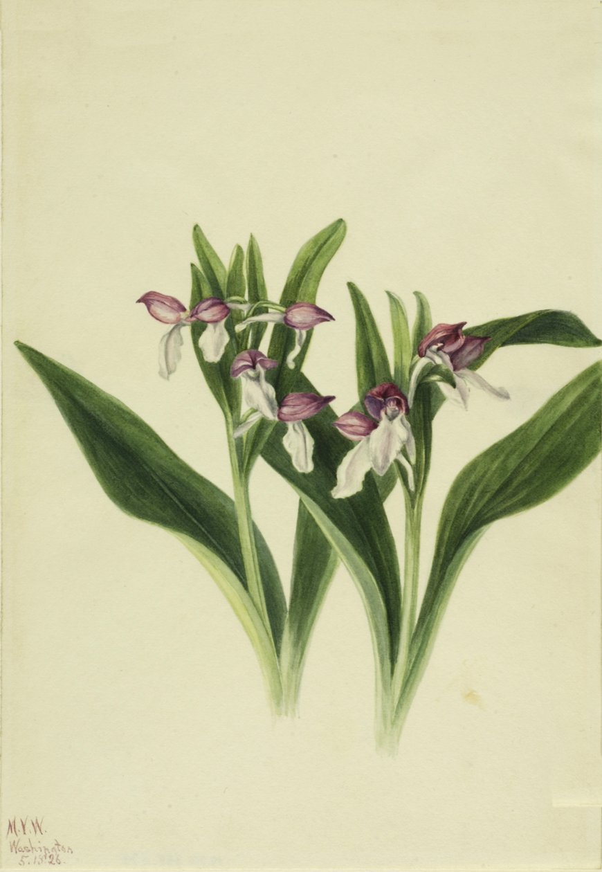 Showy Orchis Orchis spectabilis by Mary Vaux Walcott