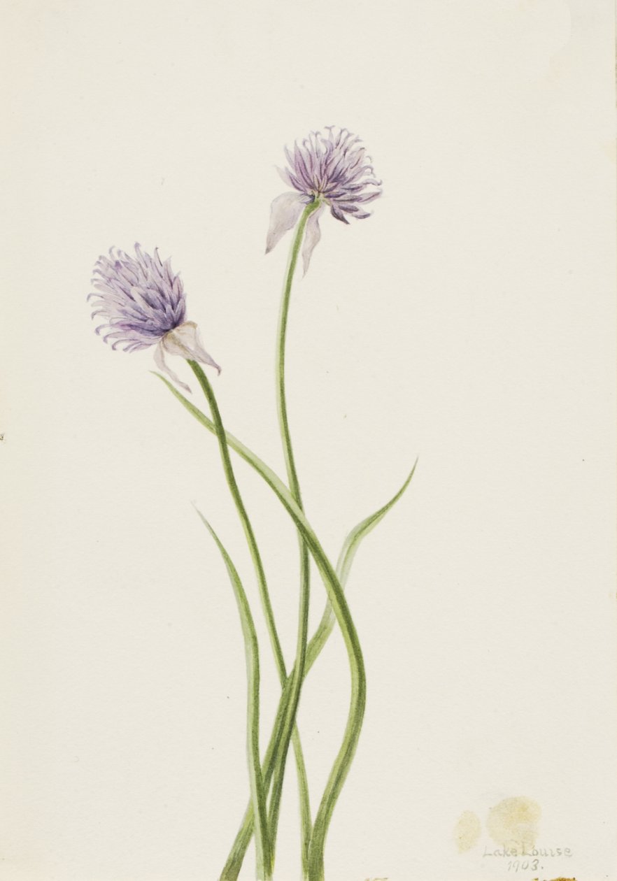 Siberian Onion Allium sibericum, 1903 by Mary Vaux Walcott