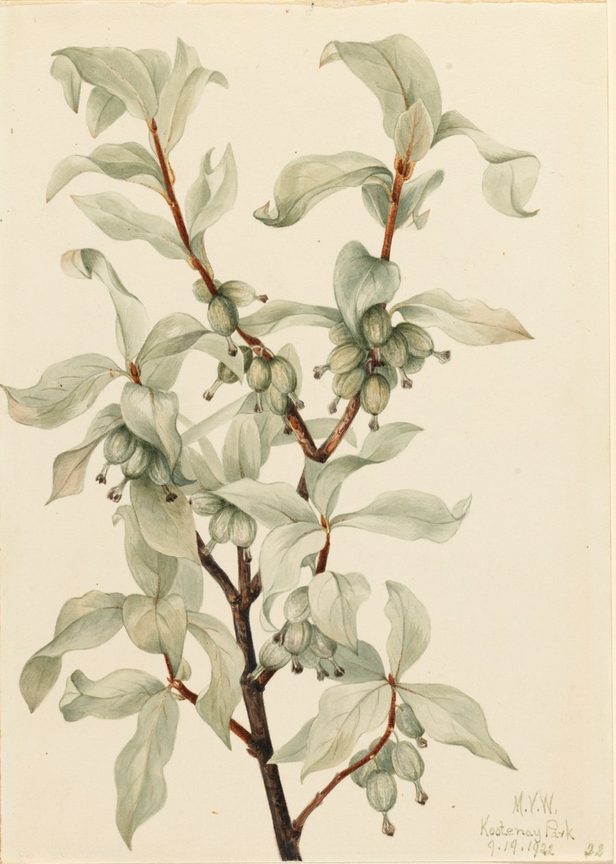 Silverberry Elaeagnus commutata, 1922 by Mary Vaux Walcott